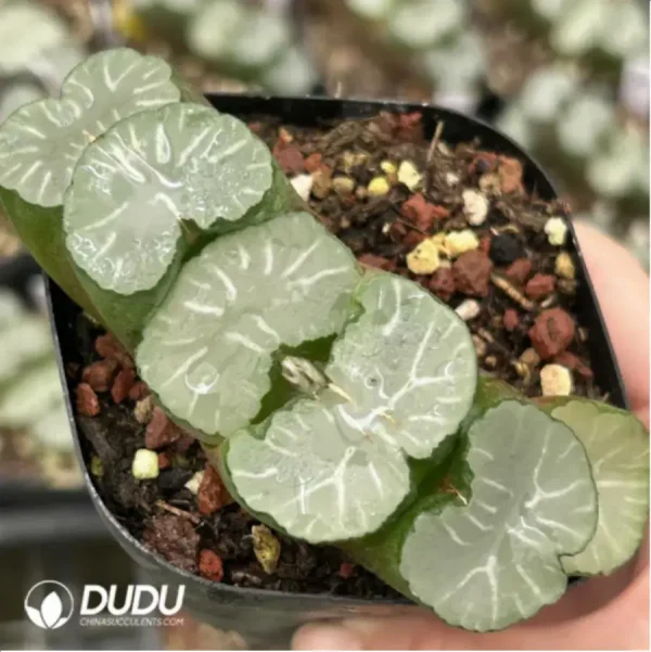 Haworthia Truncata Gaint Hakua - Image 2