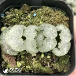 Haworthia Polar bear Truncata