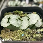 Haworthia Polar bear Truncata - Image 2