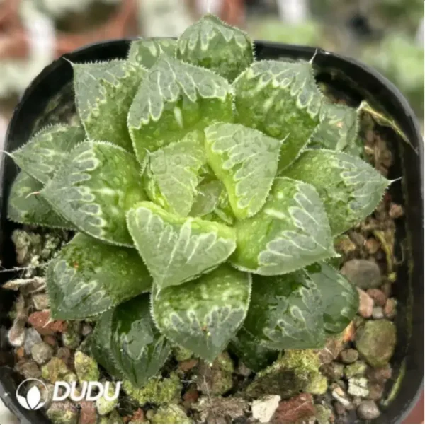 1756116019-1-1735.webp Haworthia Zhi Shou - Image 1