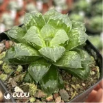 Haworthia Zhi Shou - Image 2