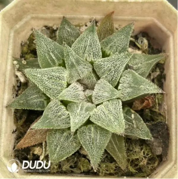 1756116024-1-1731.webp Haworthia Pygmaea Varigated - Image 1