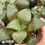 Haworthia Caihu Shou