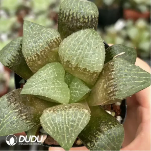 1756116029-1-1728.webp Haworthia Caihu Shou - Image 1