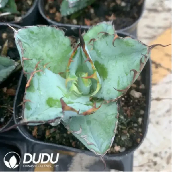 1756116030-1-1726.webp Agave Titanota Blue Whale - Image 1