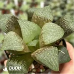 Haworthia Caihu Shou - Image 2