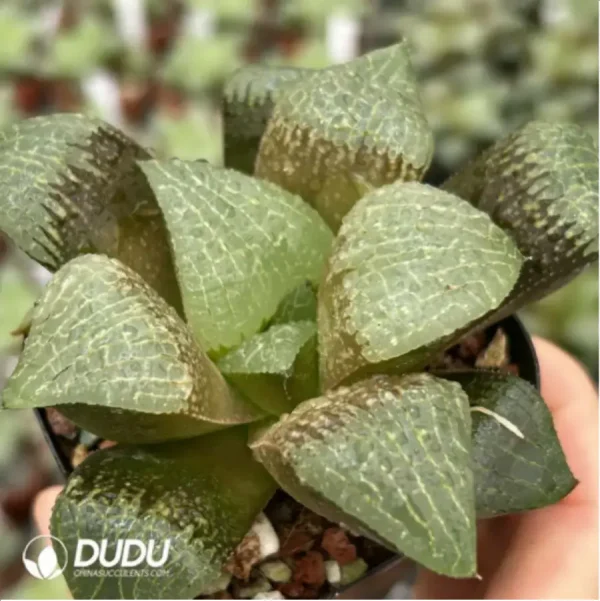 Haworthia Caihu Shou - Image 2