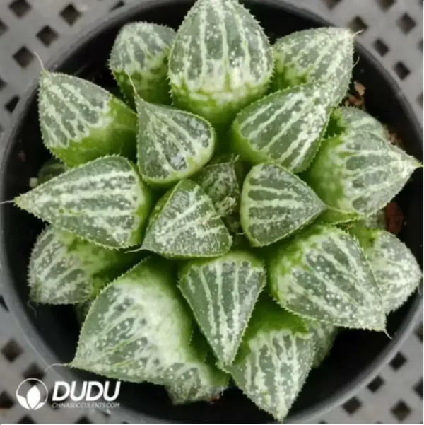 Haworthia Snow Scene - Image 1