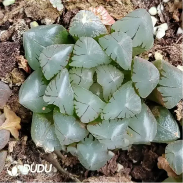 1756116034-1-1516.webp Haworthia Japan Cooperi - Image 1