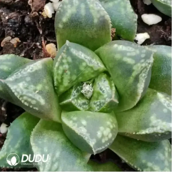 Haworthia Guduji - Image 1