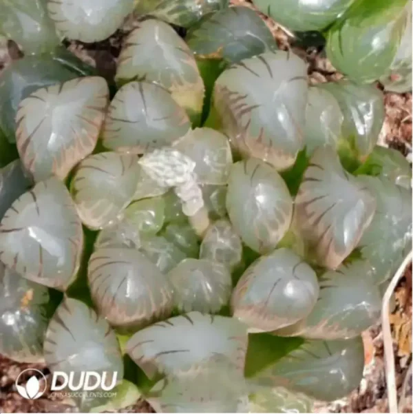 Haworthia Pink Dragon Ball - Image 1