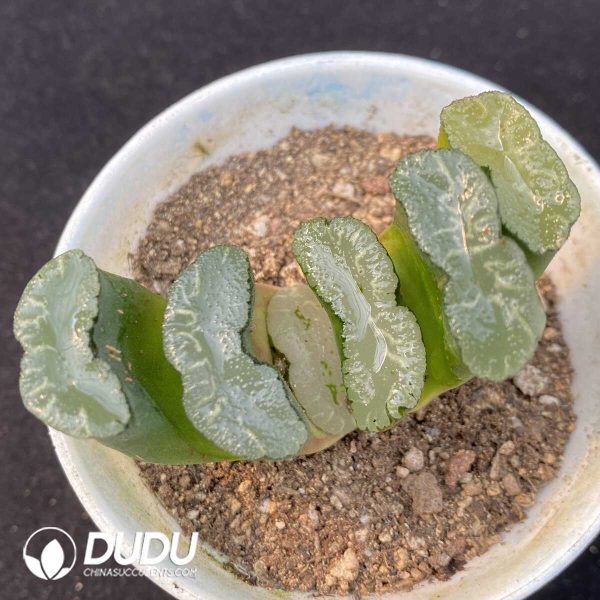 Haworthia Great Permissions Truncata - Image 1