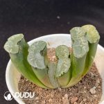 Haworthia Great Permissions Truncata - Image 2