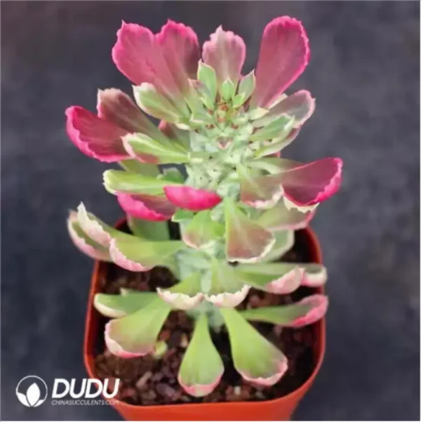 1756116040-1-1410.webp Euphorbia Monadenium Stapelioides F. Variegata - Image 1