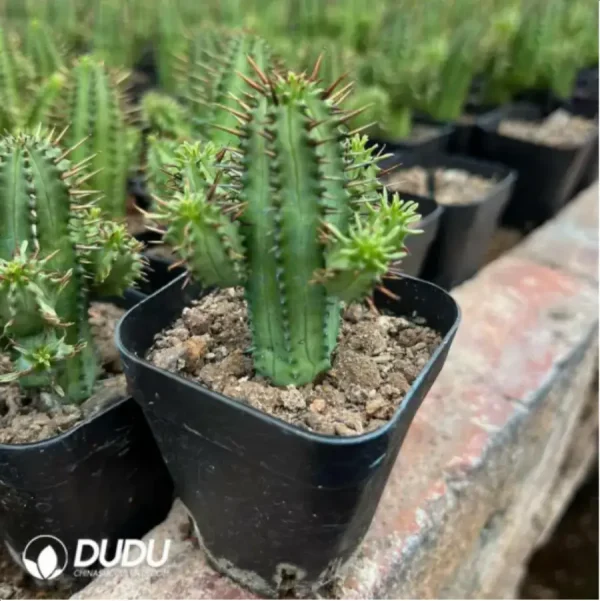 1756116047-1-1372.webp Euphorbia aggregata - Image 1