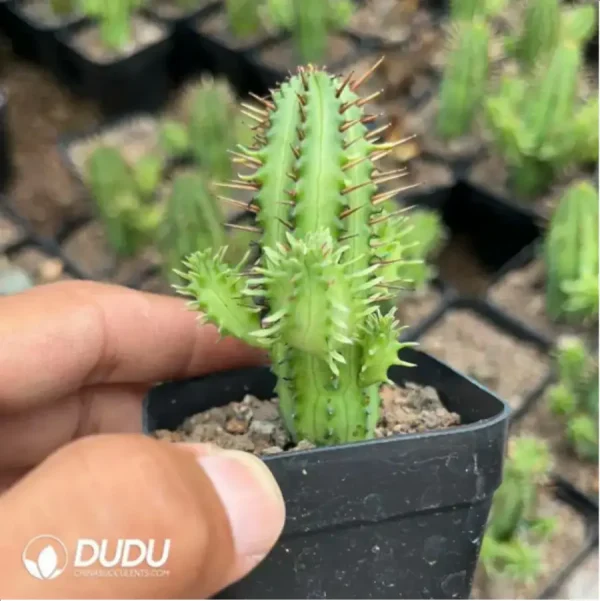 1756116048-2-862.webp Euphorbia aggregata - Image 2