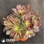 Aeonium Miul Clustering - Image 2
