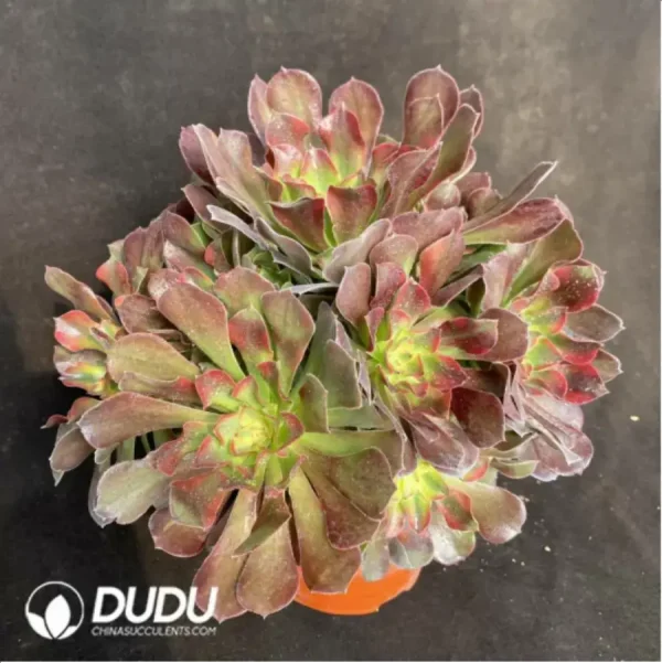 Aeonium Miul Clustering - Image 2