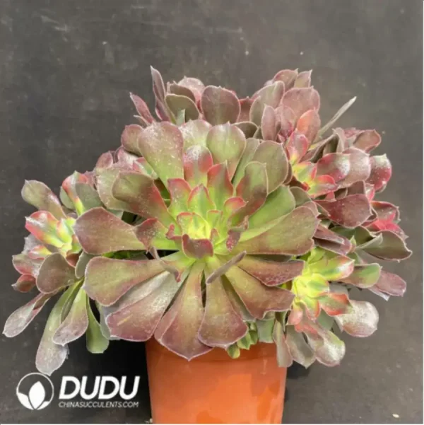 Aeonium Miul Clustering - Image 3