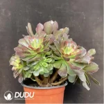 Aeonium Miul Clustering - Image 4