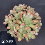 Aeonium Stars Clustering
