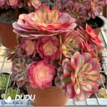 Aeonium Qingcheng Clustering