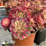 Aeonium Qingcheng Clustering - Image 2