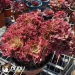 Aeonium Red Sleeve Variegated Cristata