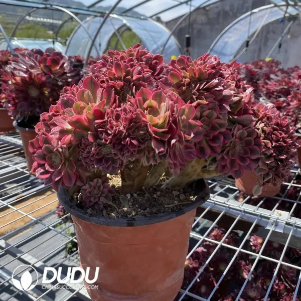 1756116058-1745471965-e202.webp Aeonium Red Sleeve Variegated Cristata - Image 2