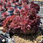 Aeonium Black King Kong Cristata