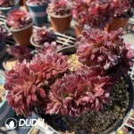 Aeonium Black King Kong Cristata - Image 2