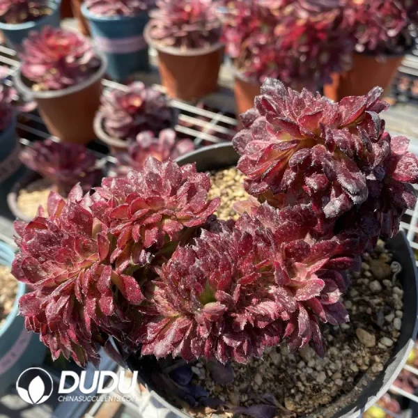 Aeonium Black King Kong Cristata - Image 2