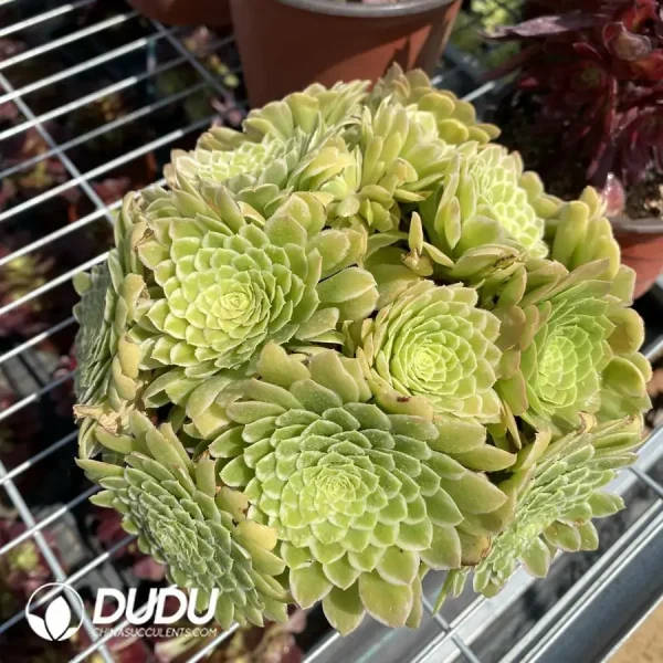 Aeonium Jade Ice Clustering - Image 1