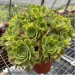 Aeonium Qingmeng Clustering - Image 2