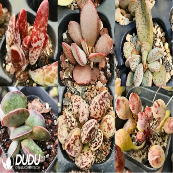 Adromischus Combination 4 - Image 1