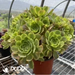 Aeonium Qingmeng Clustering - Image 3