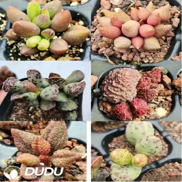 Adromischus Combination 5 - Image 1
