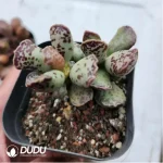 Adromischus cristatus var. mzimvubuensis variegated - Image 2