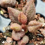 Adromischus Fang Mace - Image 2