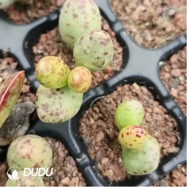 1756116071-1-1487.webp Adromischus Spotted Yellow Croaker - Image 1