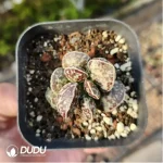 Adromischus Martin