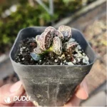 Adromischus Martin - Image 2