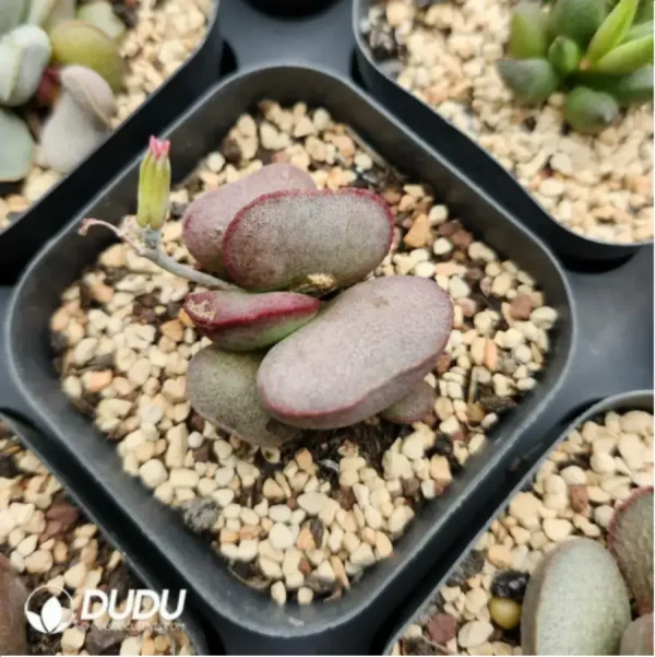 1756116074-1-1485.webp Adromischus Neon - Image 1