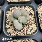Adromischus Neon - Image 2