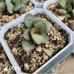 Adromischus Dusk