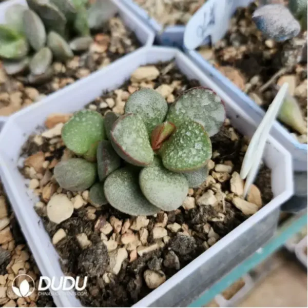 Adromischus Dusk - Image 2