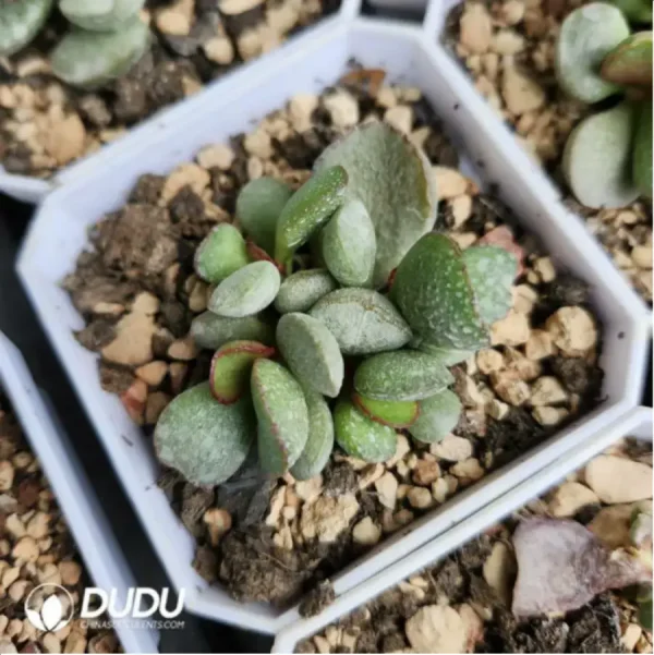 Adromischus Chang'e - Image 1