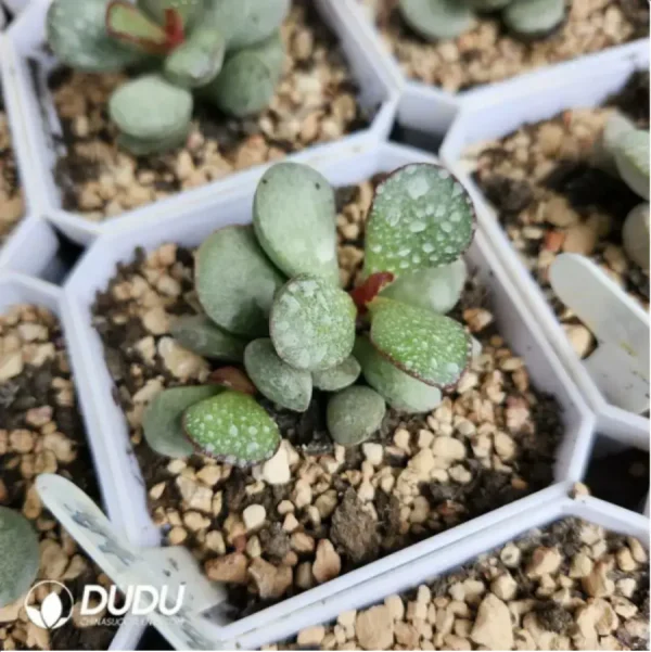 Adromischus Chang'e - Image 2