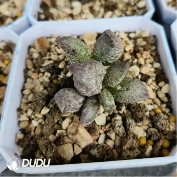 Adromischus Fake Pork Liver - Image 1