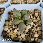 Adromischus Fake Pork Liver - Image 2